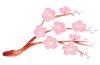 水彩のピンクの梅の花