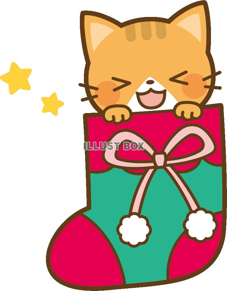 クリスマスソックスに入った猫