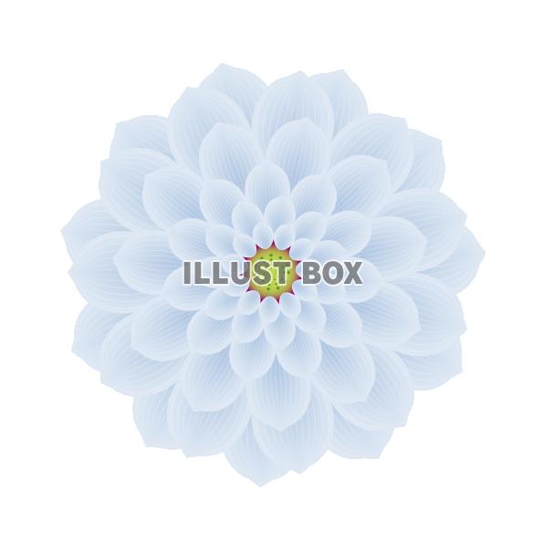 ハスの花　白