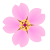 春のサクラの花