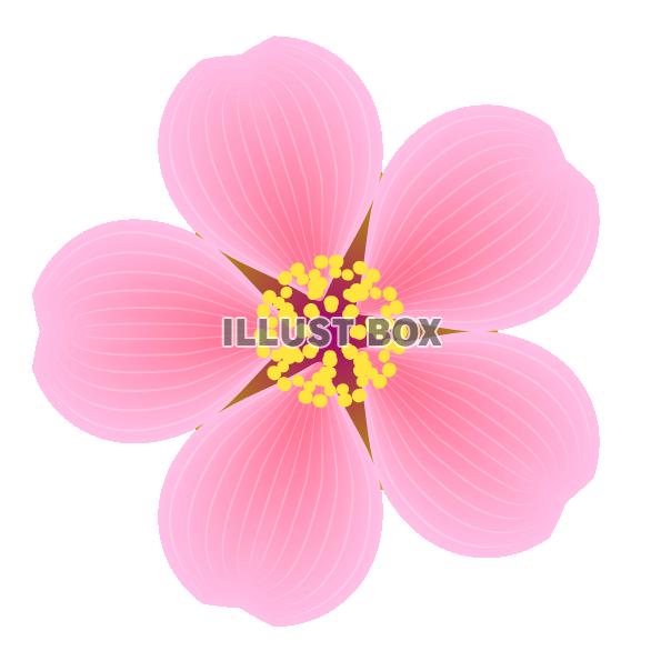 春のサクラの花