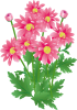 ピンクの小菊