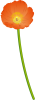 ポピー一輪オレンジ