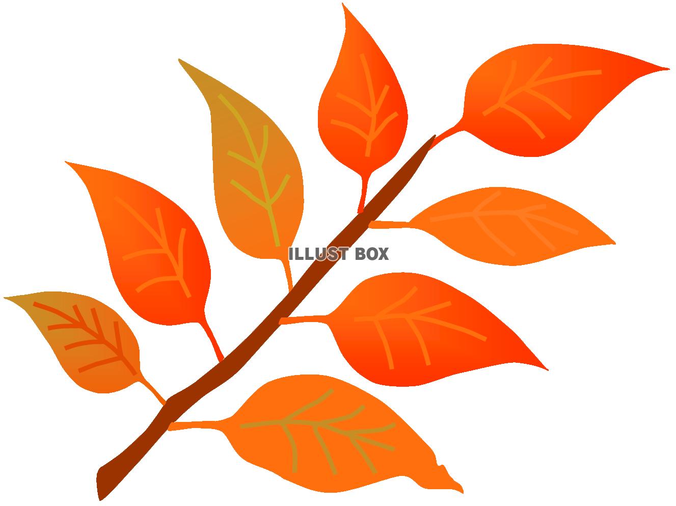 秋の色づく枝１　