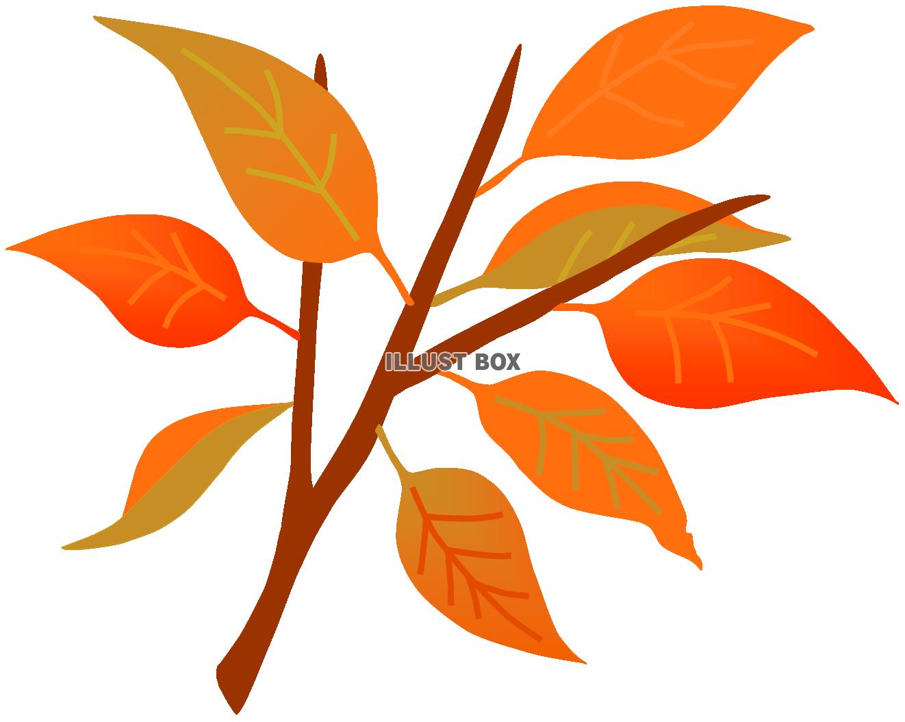 秋の色づく枝３　