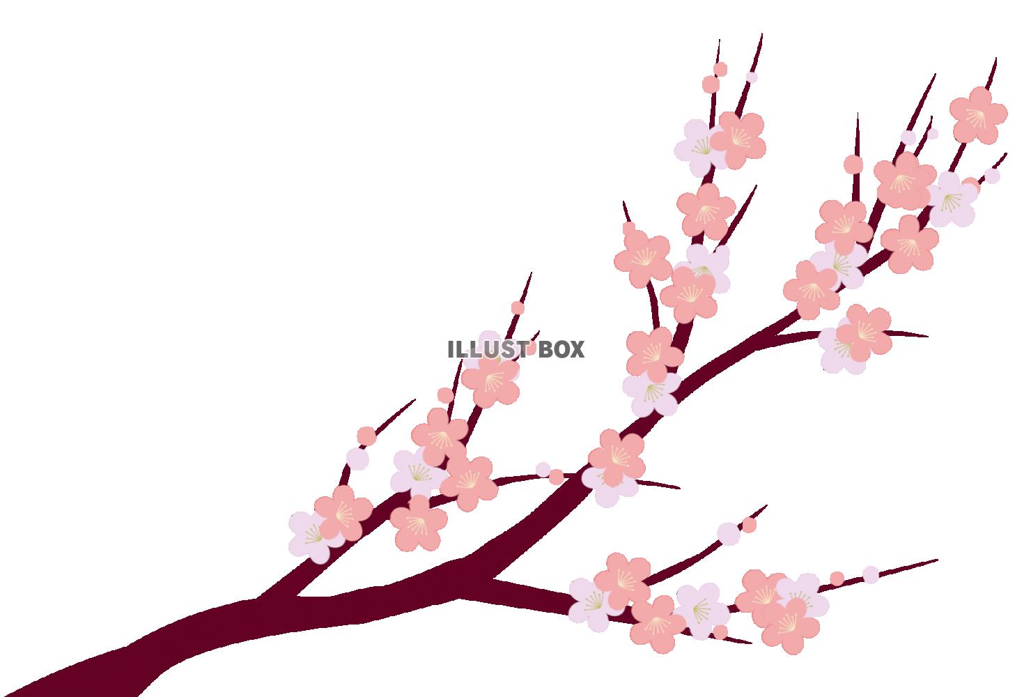 年賀状素材　かわいい枝梅の花　和風イラスト
