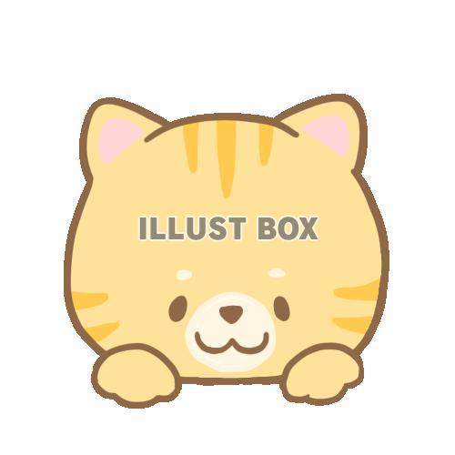 猫顔②