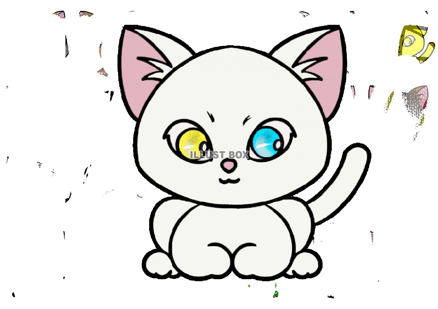 うちの子　おすわりオッドアイ白猫