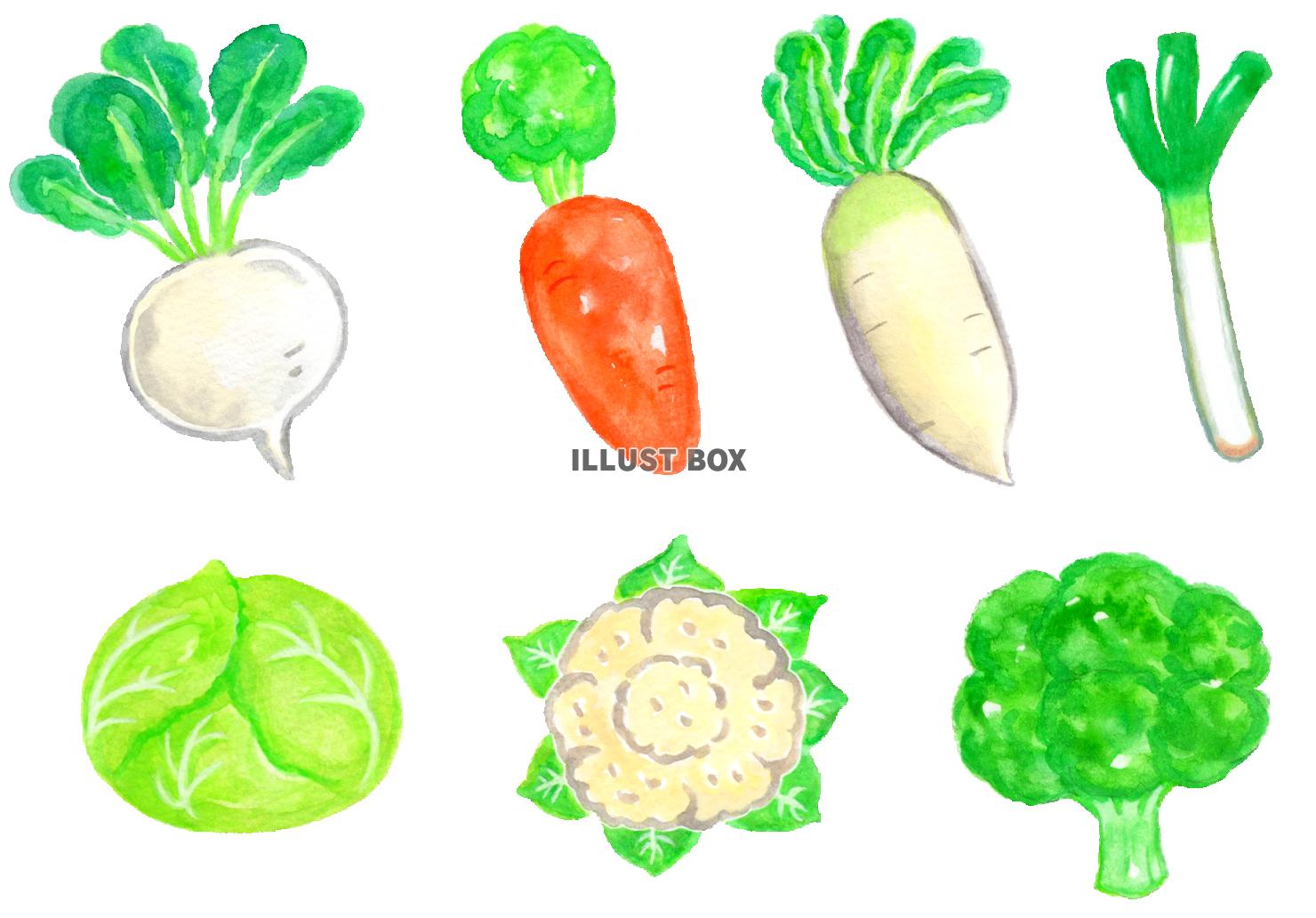 無料イラスト 水彩の冬野菜