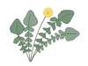 春の七草　ホトケノザ（コオニタビラコ）のイラスト　線あり