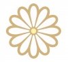 白い菊の花