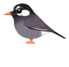 ムクドリ（日本の野鳥）透過PNG