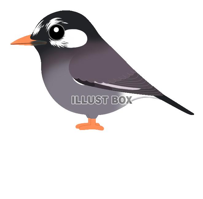 ムクドリ(日本の野鳥)透過PNG