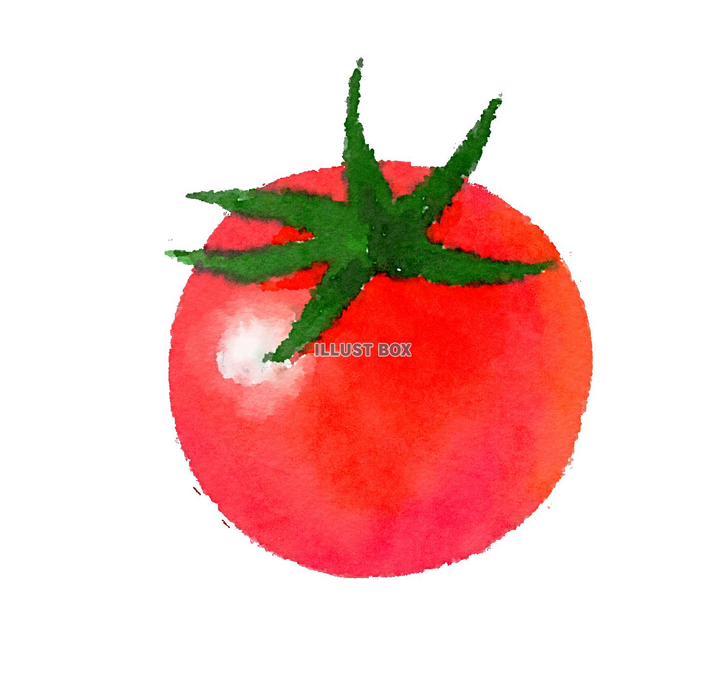水彩食材シリーズ　プチトマト 