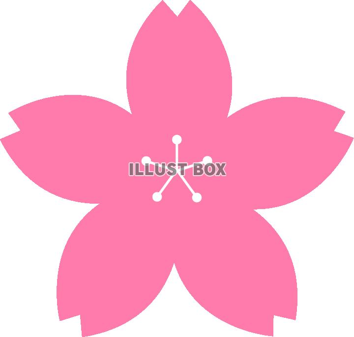 シンプルな桜　濃いめのピンク