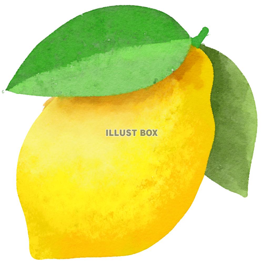無料イラスト 水彩食材シリーズ レモン