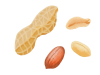  水彩食材シリーズ　ピーナッツ 