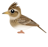 ヒバリ（日本の野鳥）透過PNG