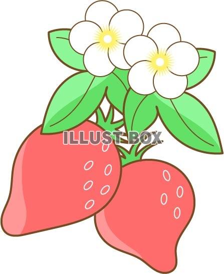 苺の花と苺のイラスト