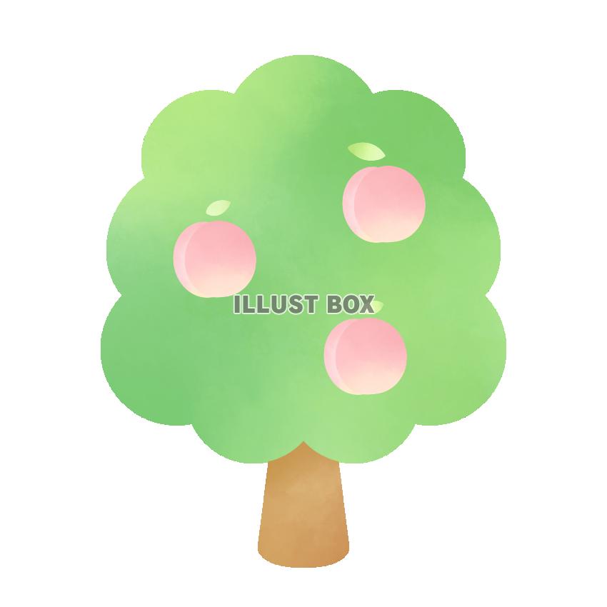 無料イラスト 桃の木