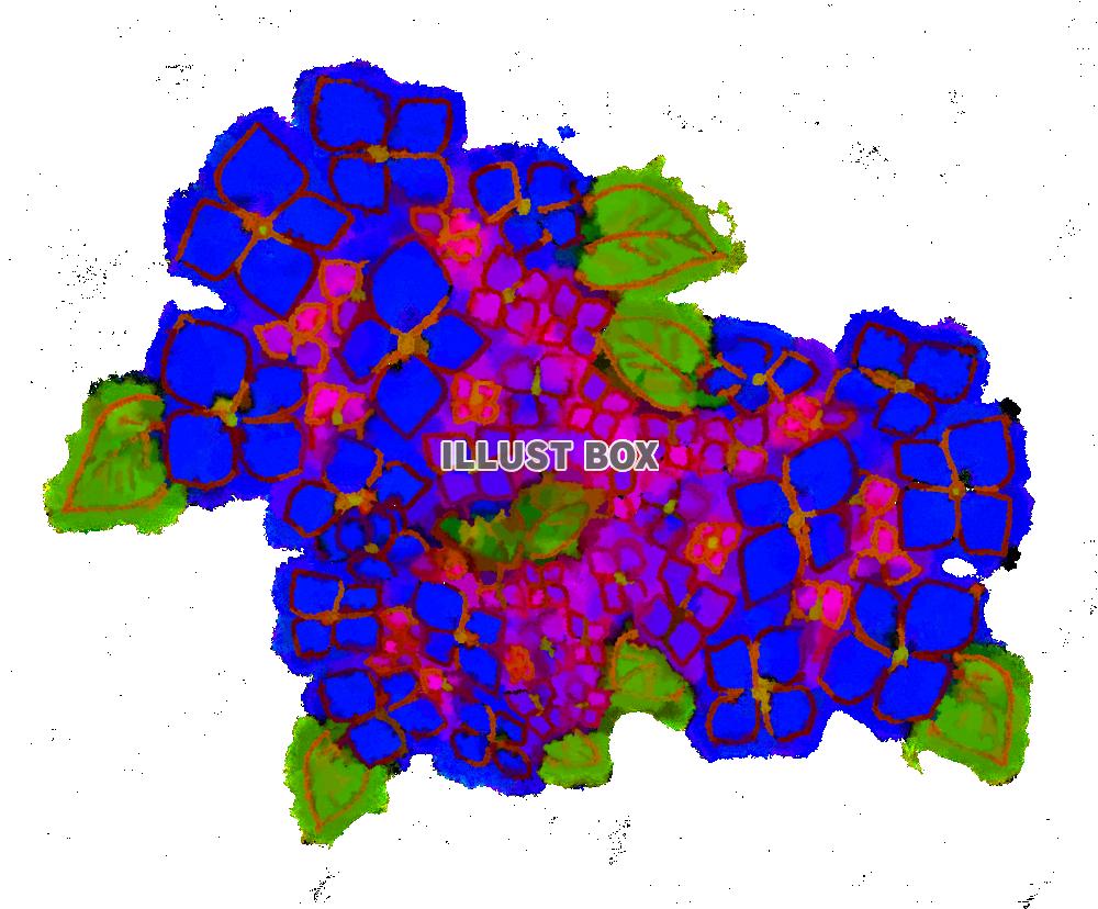 紫陽花（アジサイ）のイラスト 