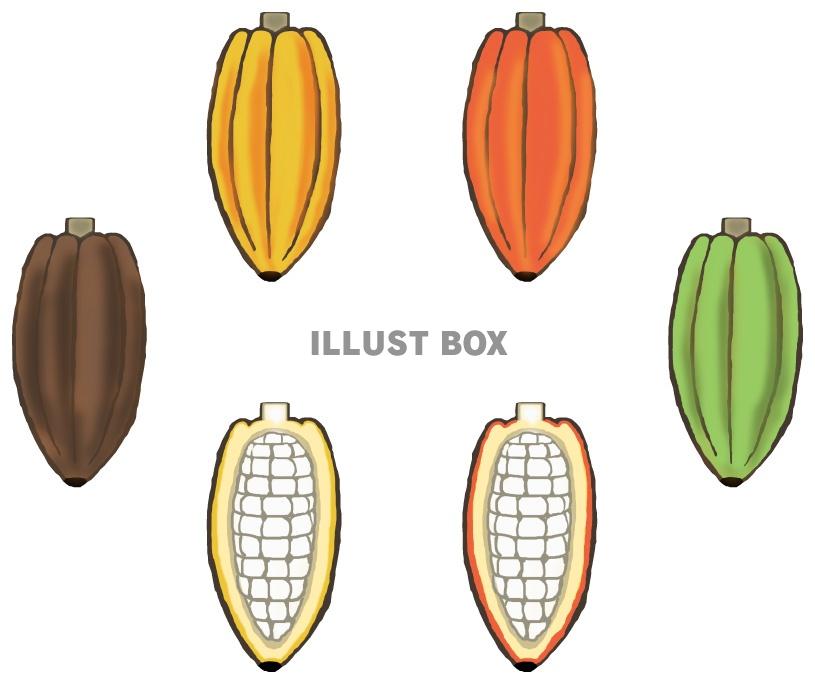 カカオ(6点)jpg