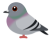 ドバト　（日本の野鳥）透過PNG