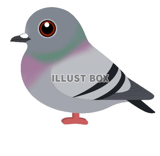 ドバト　（日本の野鳥）透過PNG