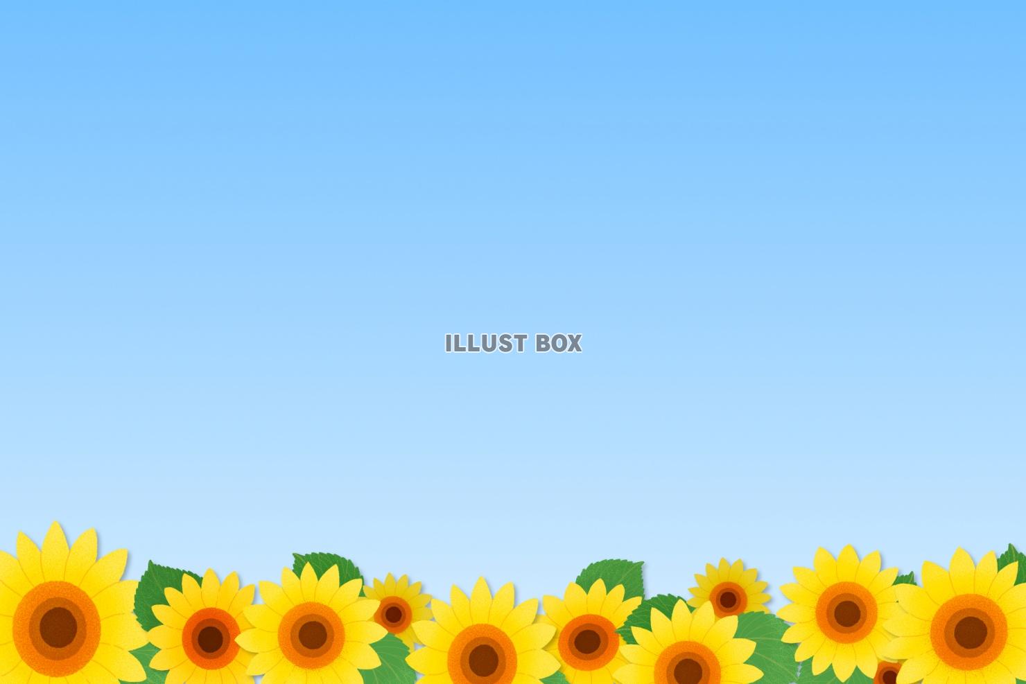 無料イラスト 夏のポストカード 向日葵2