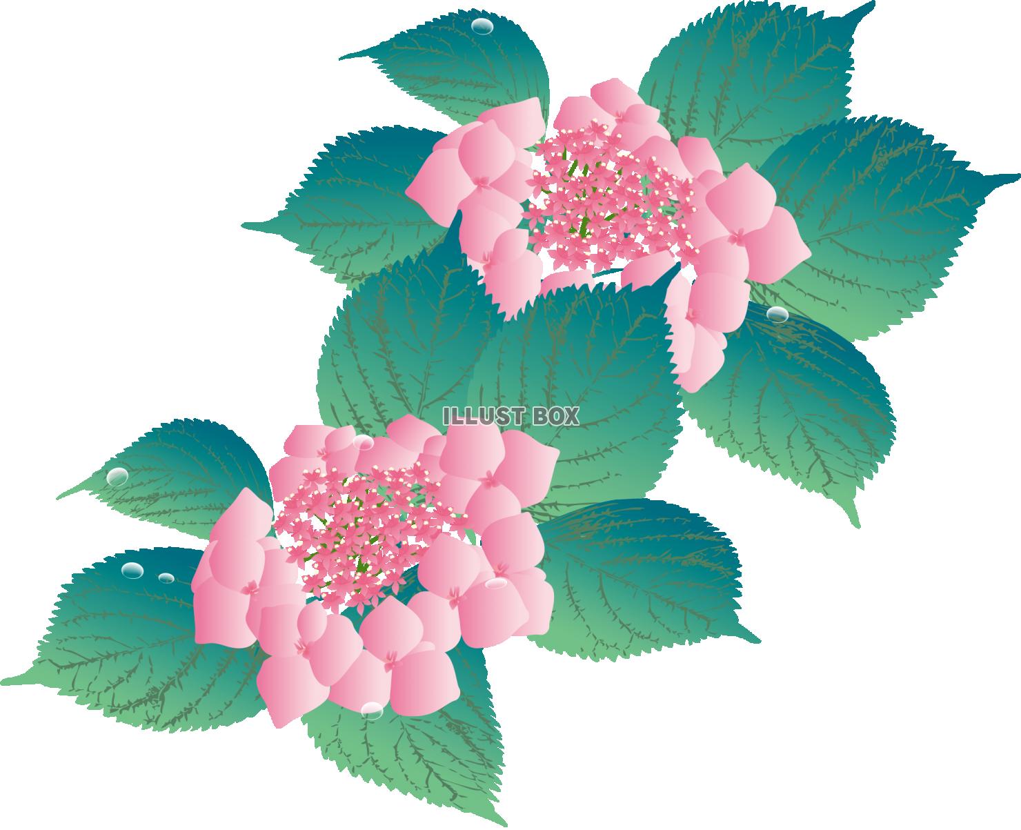 紫陽花 イラスト無料