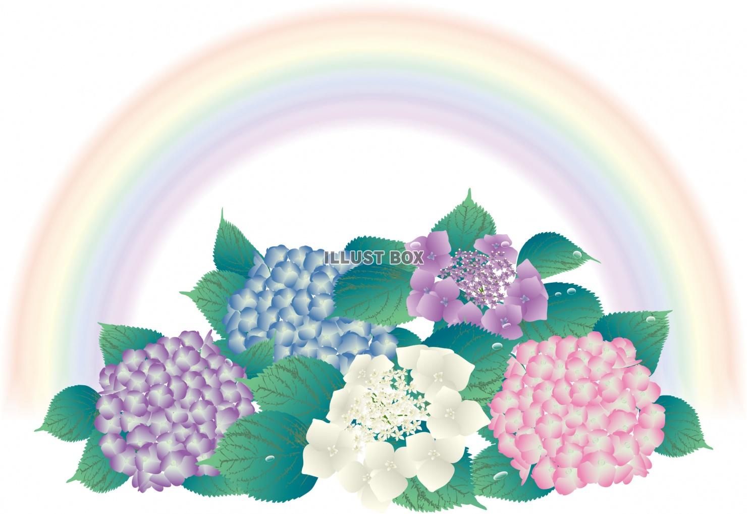 虹と紫陽花（ZIPにEPSと透過PNG）