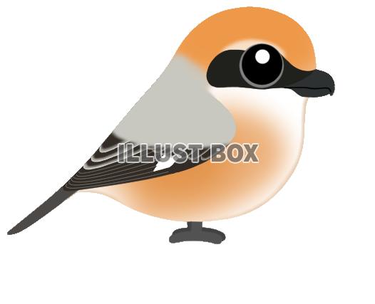 モズ２（日本の野鳥）透過PNG