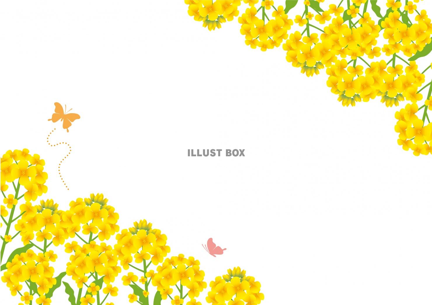 無料イラスト 春のイラスト 菜の花の背景フレーム