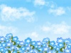 ネモフィラの花畑と青空