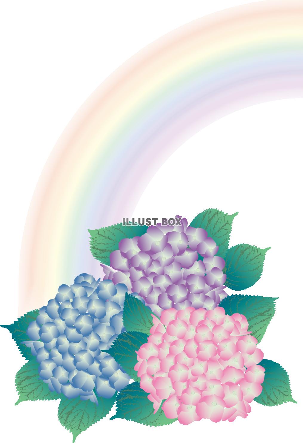 虹と紫陽花（透過PNG）