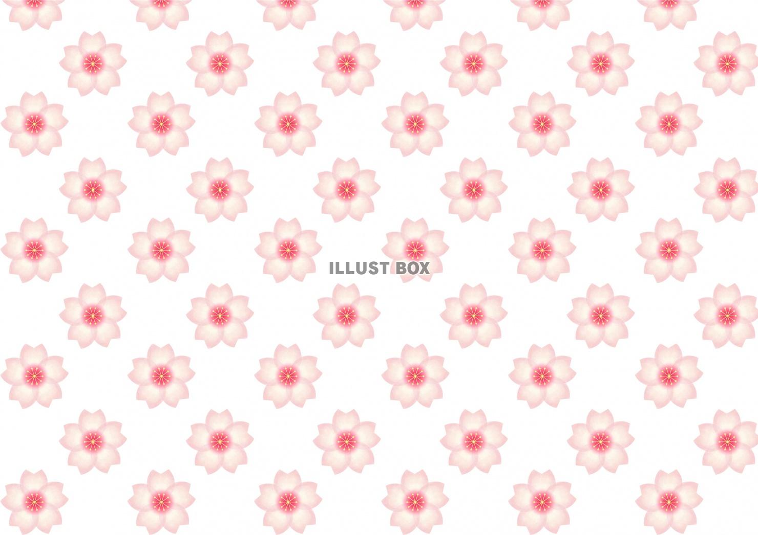 桜の花の背景イラスト