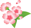 桜の花と花びら　グラデーション01