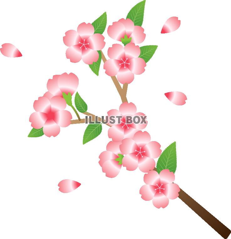 桜の花　枝つき01