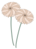 ピンクのガーベライラスト　線あり