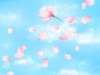 桜舞う青空　花びら　雲　春　入学　卒業