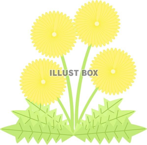 タンポポの花