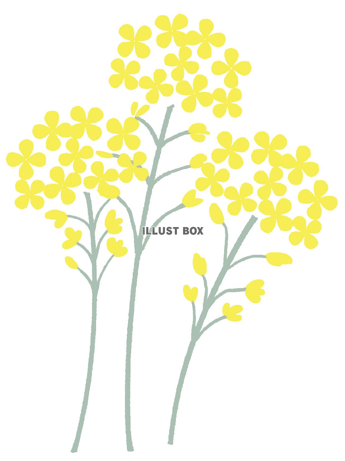 春　菜の花のイラスト　線なし