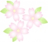 ピンクの美しい桜の花のワンポイントイラスト