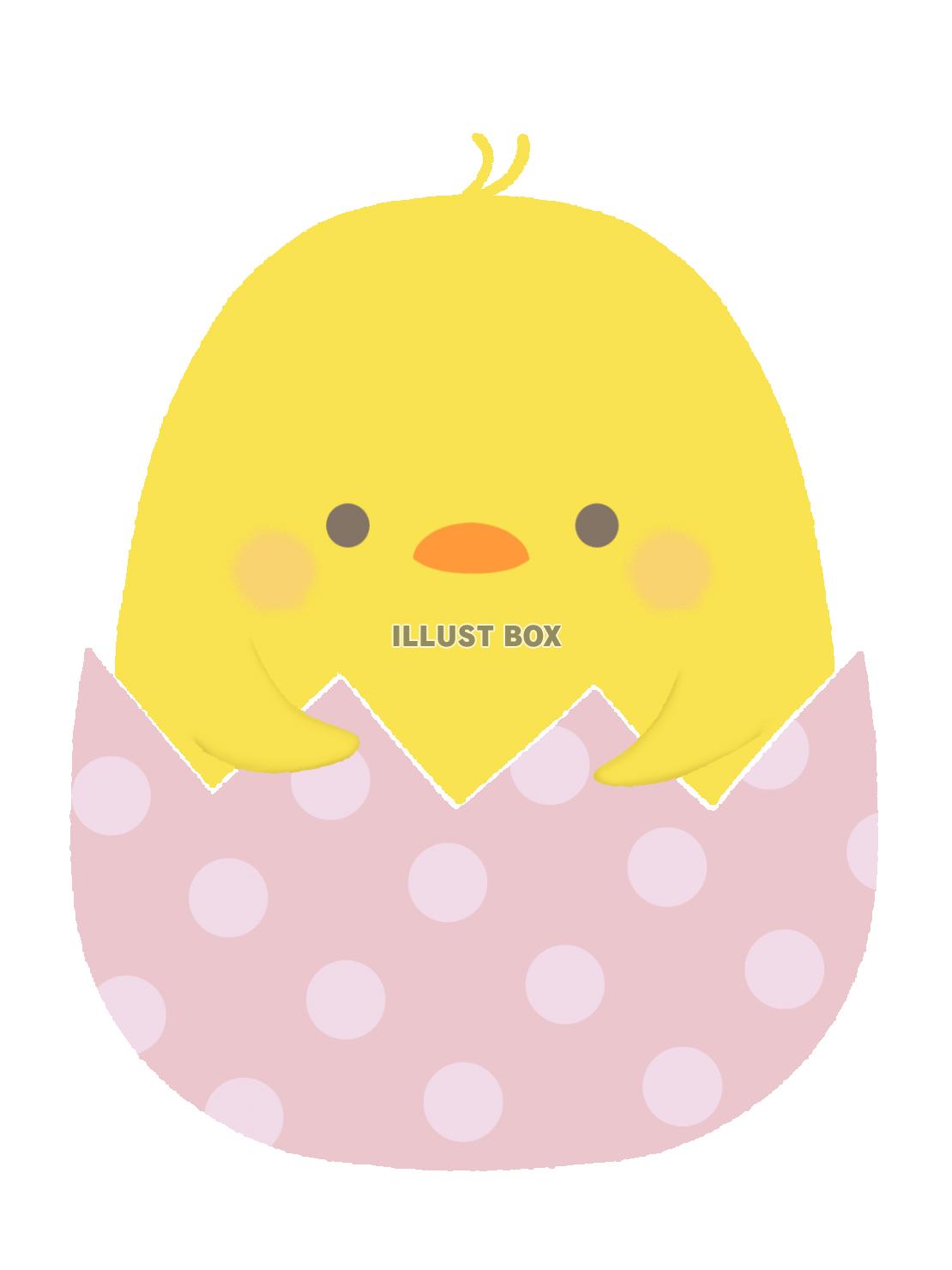 イースター　卵から覗くヒヨコのイラスト　線なし