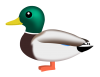 マガモ（日本の野鳥）PNG