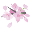 桜　イラスト