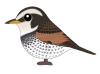 ツグミ（日本の野鳥）　透過PNG