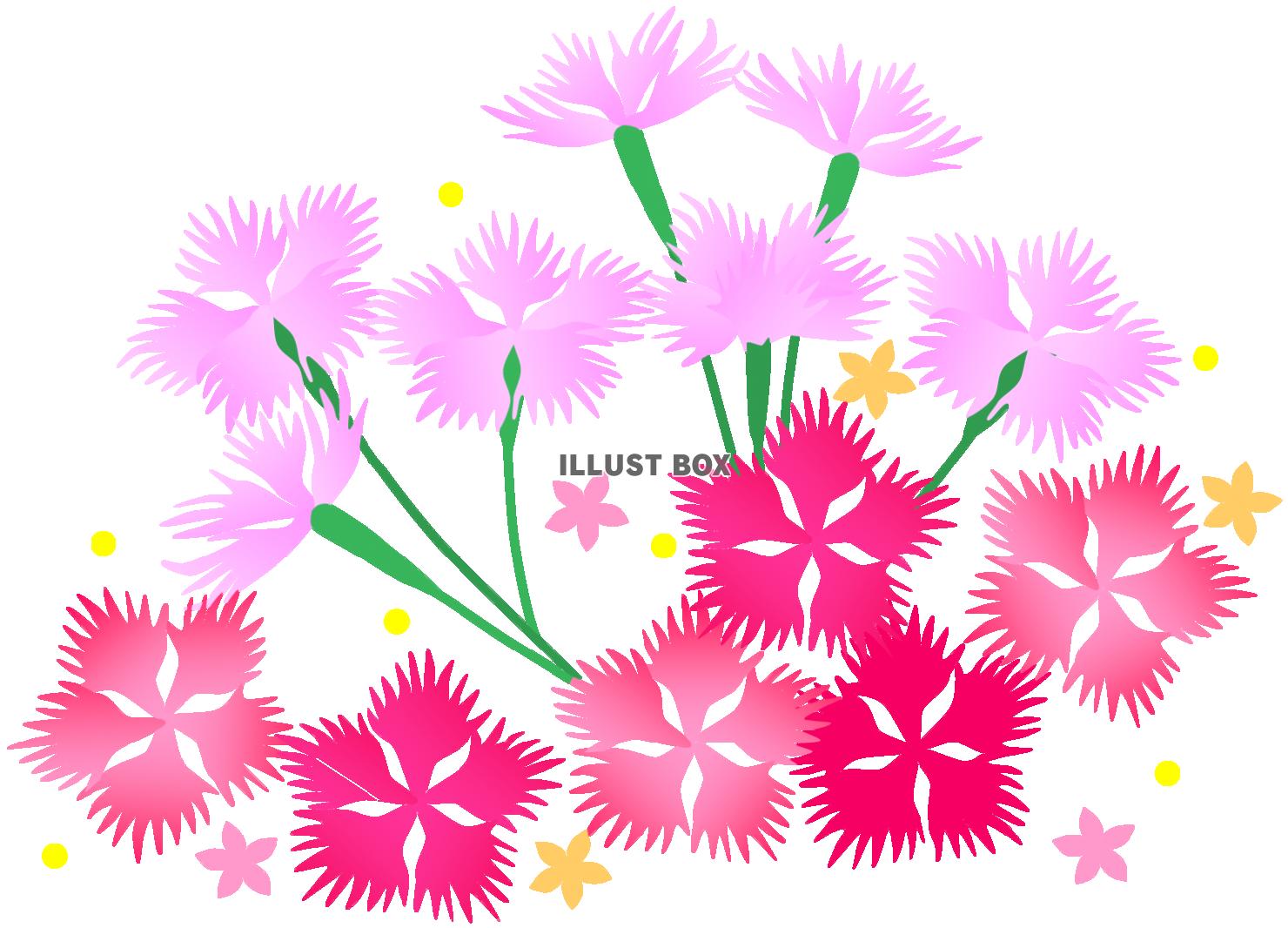 なでしこのお花と小花（春～秋のお花）２