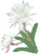 月下美人