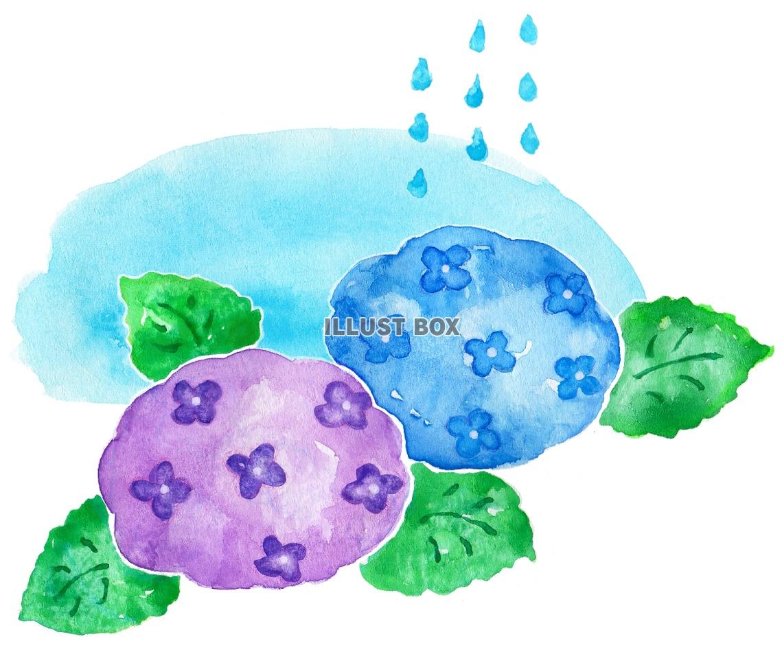 無料イラスト 水彩のあじさいの花２